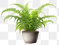 PNG Plant fern leaf houseplant. 