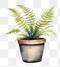 PNG Plant fern houseplant freshness. 