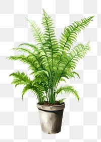 PNG Indoor plant fern leaf houseplant. AI generated Image by rawpixel.