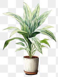 PNG Indoor plant leaf houseplant freshness. 