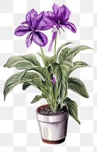 PNG Indoor plant flower drawing purple. AI generated Image by rawpixel.