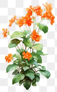 PNG Indoor plant flower inflorescence freshness. 