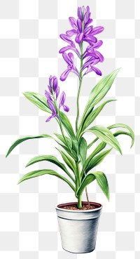 PNG Indoor plant flower purple inflorescence. 