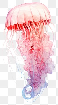 PNG Jellyfish drawing animal sketch. 