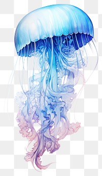 PNG Jellyfish drawing sketch invertebrate. 