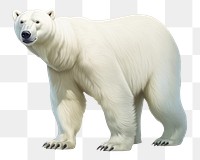 PNG Polar bear wildlife mammal animal. 