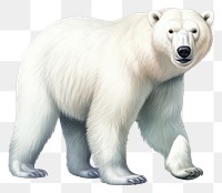 PNG Polar bear wildlife mammal animal. 