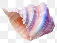 PNG Sea shell seashell conch invertebrate. 