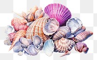 PNG Sea shells seashell drawing seafood. 