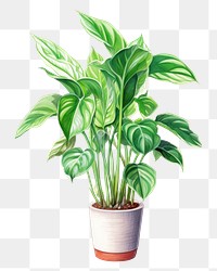 PNG Indoor plant leaf houseplant flowerpot. AI generated Image by rawpixel.