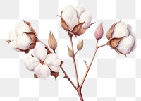 PNG Cotton flower blossom drawing. 