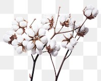 PNG Cotton white white background inflorescence. 
