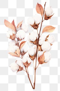 PNG Branch cotton plant white. AI generated Image by rawpixel.