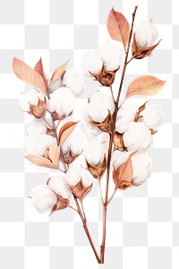 PNG Branch cotton plant white. 