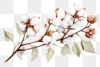 PNG Cotton branch plant white. 