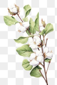 PNG Branch cotton plant white. AI generated Image by rawpixel.