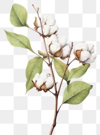 PNG Branch cotton plant white. 