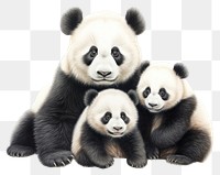 PNG Giant panda family wildlife animal mammal. 