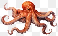 PNG Octopus cartoon animal invertebrate. 