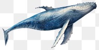 PNG Humpback whale animal mammal fish. AI generated Image by rawpixel.