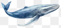 PNG Humpback whale animal mammal fish. AI generated Image by rawpixel.