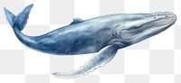 PNG Humpback whale animal mammal fish. 