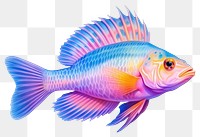 PNG Royal gramma fish animal pomacanthidae pomacentridae. AI generated Image by rawpixel.