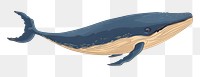PNG Whale wildlife animal mammal. AI generated Image by rawpixel.