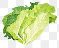 PNG Lettuce vegetable food freshness. AI generated Image by rawpixel.