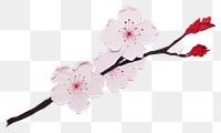 PNG Sakura flower blossom petal plant. 