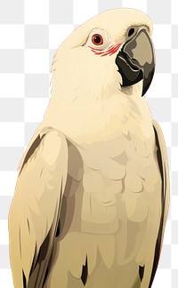 PNG Parrot cockatoo animal bird. 