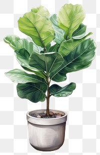 PNG Plant leaf tree vase. AI generated Image by rawpixel.