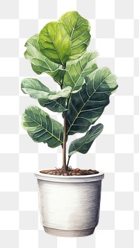 PNG Plant leaf tree  