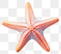 PNG Star fish starfish animal  