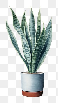 PNG Snake plant leaf white background houseplant. AI generated Image by rawpixel.