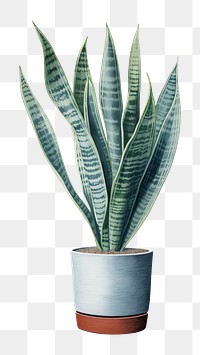 PNG Snake plant leaf white background houseplant. 