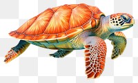 PNG Sea turtle reptile drawing animal. 