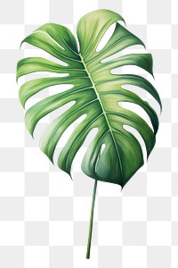 PNG Plant leaf white background xanthosoma. AI generated Image by rawpixel.