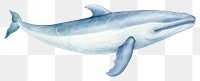 PNG Whale dolphin drawing animal. 