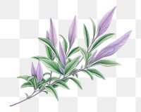 PNG Plant lavender drawing herbs