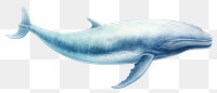 PNG Whale animal mammal fish. 