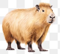 PNG Capybara capybara wildlife mammal. AI generated Image by rawpixel.