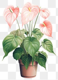 PNG Plant anthurium flower inflorescence. AI generated Image by rawpixel.