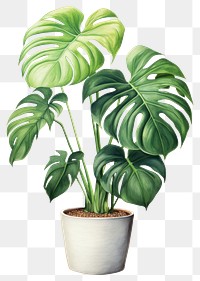 PNG Plant leaf white background houseplant. 