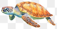 PNG Sea turtle reptile drawing animal. 