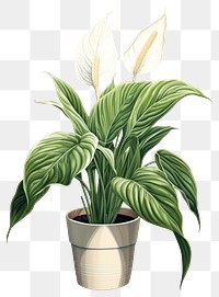 PNG Plant flower leaf white background. AI generated Image by rawpixel.