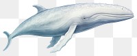 PNG Whale animal mammal fish. 