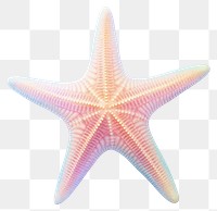 PNG Star fish starfish white background invertebrate. 