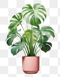 PNG Plant vase leaf houseplant. AI generated Image by rawpixel.