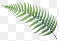 PNG Fern plant leaf  